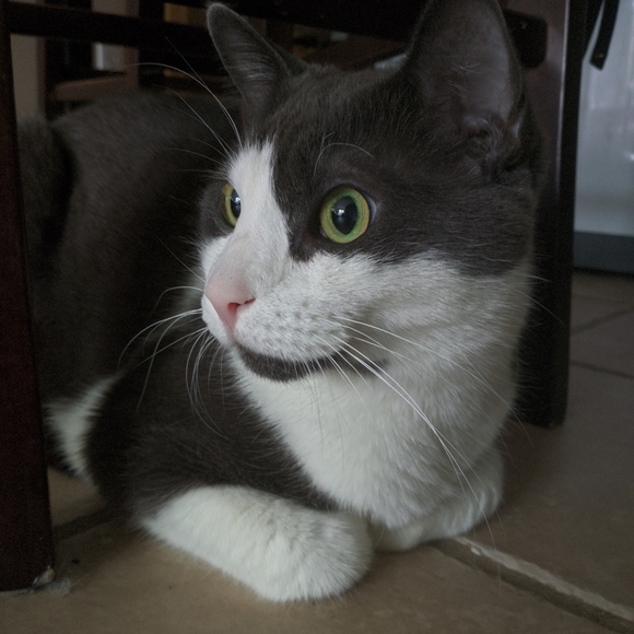 Meet your Posher, Cassi - Picture 4 of 4